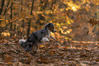 Miniature American Shepherd in autumn leaves