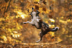 Miniature American Shepherd in autumn leaves