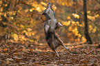 Miniature American Shepherd in autumn leaves