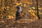 Miniature American Shepherd in autumn leaves