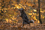 Miniature American Shepherd in autumn leaves
