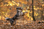 Miniature American Shepherd in autumn leaves