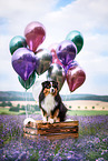 adult Miniature American Shepherd