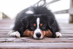 adult Miniature American Shepherd