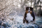 adult Miniature American Shepherd