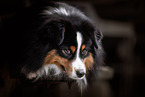 adult Miniature American Shepherd