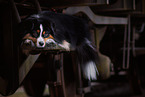 adult Miniature American Shepherd