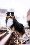 adult Miniature American Shepherd