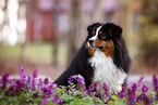 adult Miniature American Shepherd