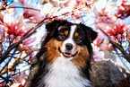adult Miniature American Shepherd