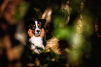 adult Miniature American Shepherd