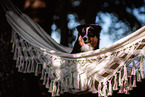 adult Miniature American Shepherd