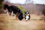2 dogs