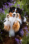 adult Miniature American Shepherd