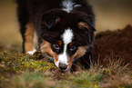 Miniature American Shepherd Puppy