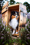 adult Miniature American Shepherd