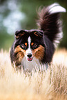 adult Miniature American Shepherd