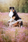 adult Miniature American Shepherd