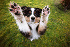 Miniature American Shepherd Puppy