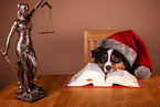 adult Miniature American Shepherd