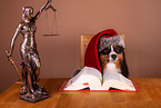 adult Miniature American Shepherd