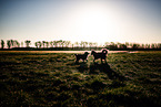 2 dogs