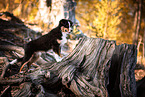 young Miniature American Shepherd