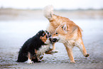 2 dogs