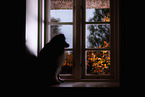 adult Miniature American Shepherd