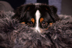 adult Miniature American Shepherd