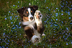 adult Miniature American Shepherd