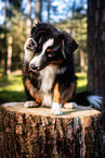 adult Miniature American Shepherd