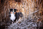 adult Miniature American Shepherd