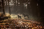 2 dogs