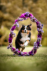 adult Miniature American Shepherd
