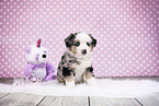 Miniature American Shepherd Puppy
