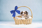 Miniature American Shepherd Puppy
