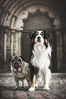 2 dogs