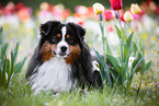 male Miniature American Shepherd