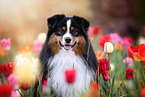 male Miniature American Shepherd