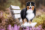 male Miniature American Shepherd
