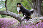 2 dogs