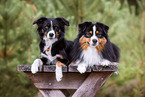 2 dogs