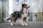 female Miniature American Shepherd