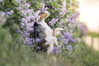female Miniature American Shepherd