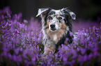 female Miniature American Shepherd
