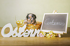 Miniature American Shepherd Puppy
