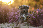 Miniature American Shepherd Puppy