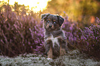 Miniature American Shepherd Puppy