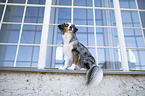 female Miniature American Shepherd